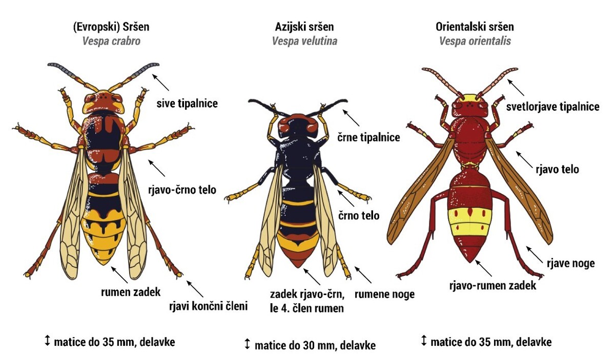 Evropski, azijski in orientalski sršen_primerjava